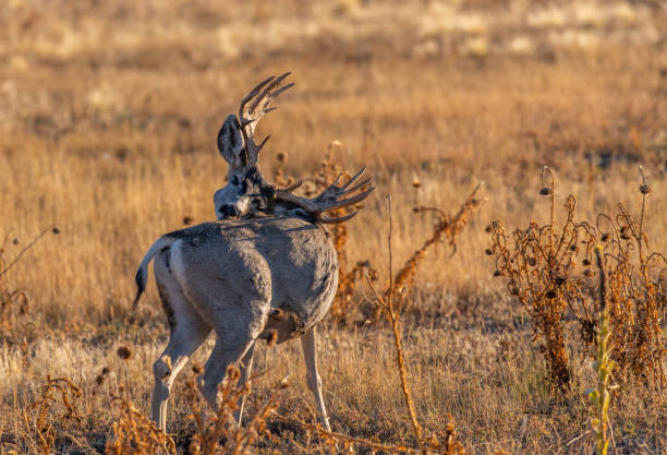 istock A Large Mule Deer Buck in a Field During Autumn 1193100419