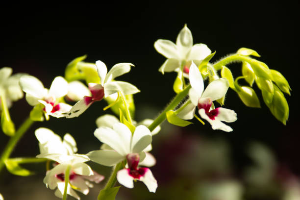 istock Close-up of beautiful orchid 1193100466