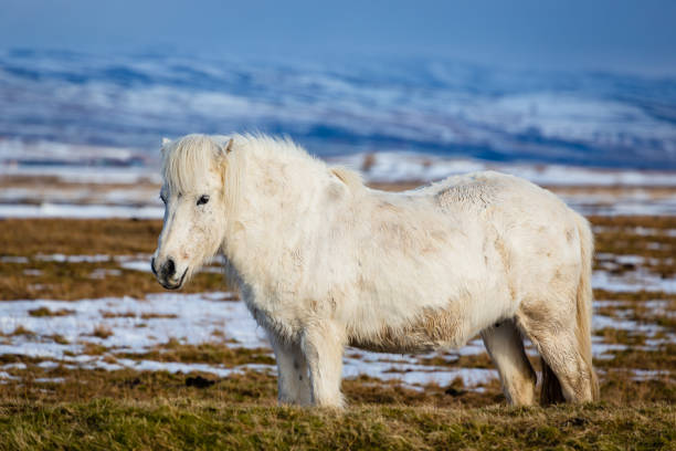istock Icelandic Pony in natural environment 1193100548