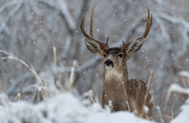 duży mule deer buck w śnieżny poranek - mule deer zdjęcia i obrazy z banku zdjęć