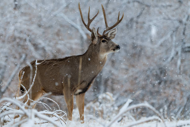 istock A Large Mule Deer Buck on a Snowy Morning 1193100899