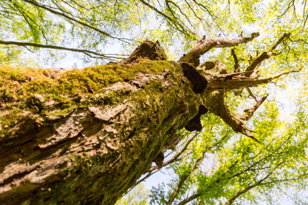 istock Springtime foliage on a moss covered old tree with young green leafs on the trees tops. 1193100907
