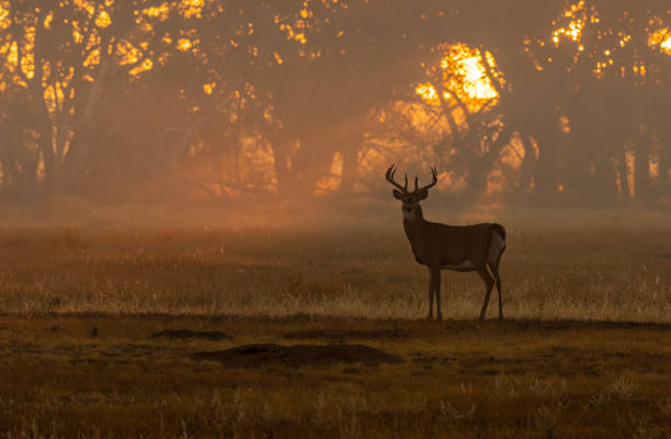 A Beautiful White-tailed Deer Buck at Sunrise White-tailed Buck Silhouette on a Fall Morning animals hunting stock pictures, royalty-free photos & images