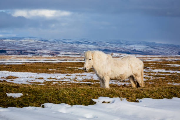 istock Icelandic Pony in natural environment 1193101051