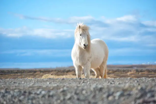 The Icelandic horse is a breed of horse developed in Iceland. Although the horses are small, at times pony-sized, most registries for the Icelandic refer to it as a horse. Icelandic horses are long-lived and hardy.
