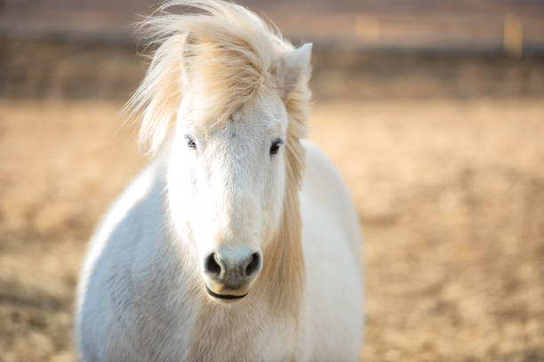 The Icelandic horse is a breed of horse developed in Iceland. Although the horses are small, at times pony-sized, most registries for the Icelandic refer to it as a horse. Icelandic horses are long-lived and hardy. el caballo islandés es una raza de caballo desarrollada en islandia. aunque los caballos son pequeños, a veces del tamaño de un poni, la mayoría de los registros para los islandeses se refieren a él como un caballo. los caballos islandeses son de larg