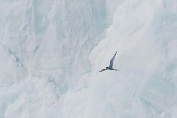 Arctic tern (Sterna paradisaea) flying in front of glacier in Svalbard, Norway.