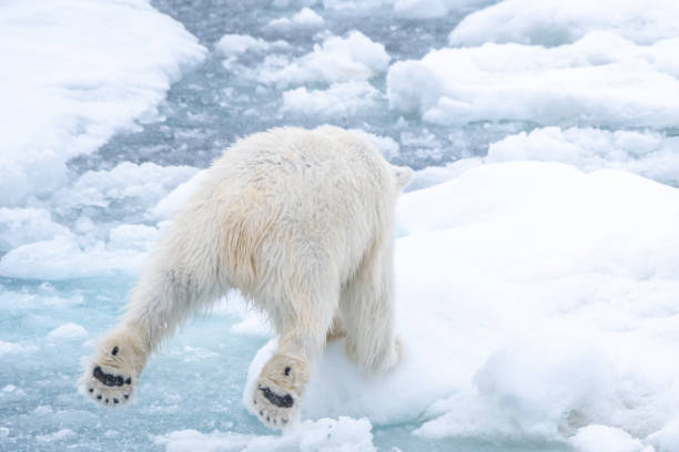 istock Rear view of a Polar bear (Ursus maritimus) 1193101965