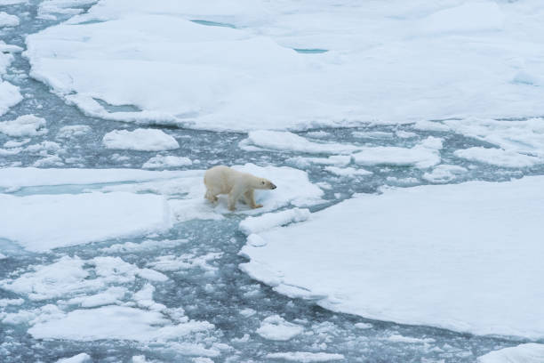 istock Polar bear (Ursus maritimus) in the landscape 1193102003