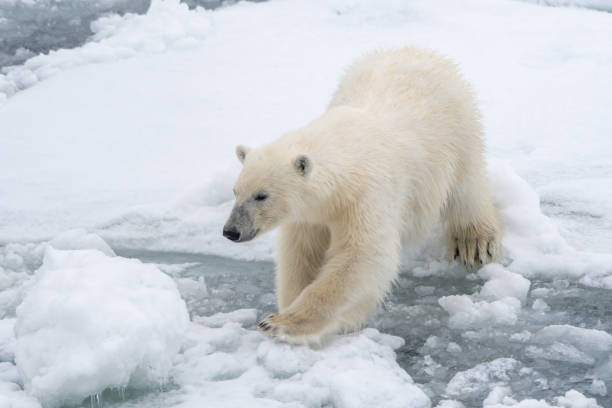 istock Polar bear moving across broken sea ice 1193102024