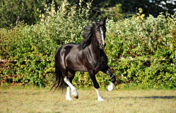 istock Shire horse. Black stallion galloping on a meadow 1193102061