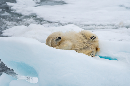 Polar bear (Ursus maritimus) rolling on the ice near Svalbard, Norway.