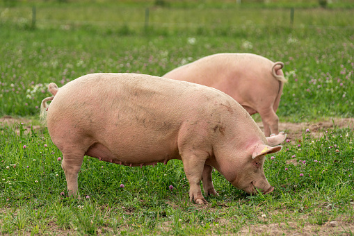 Close up of two young (six months) pigs lying down on straw in the barn of a farm.