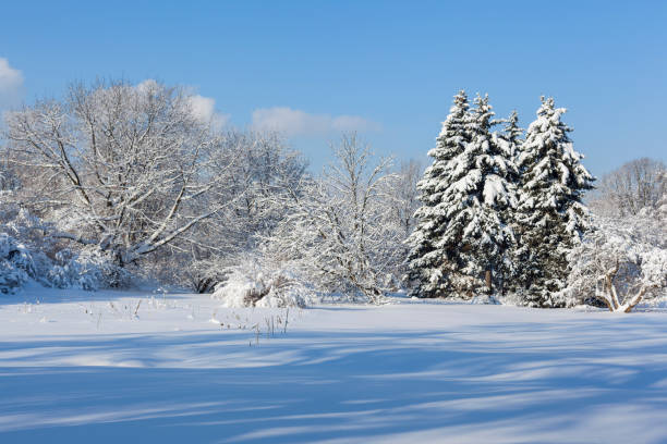 istock Sunny day in the forest which is filled up with snow 1193102435