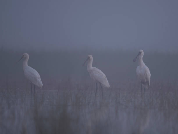 istock Eurasian spoonbill ( Platalea leucorodia) in misty morning 1193102785