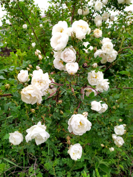 istock White rosehip flowers on a Bush close-up. Tea rose 1193102795