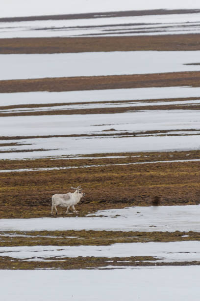 istock Svalbard Reindeer in the landscape 1193102860