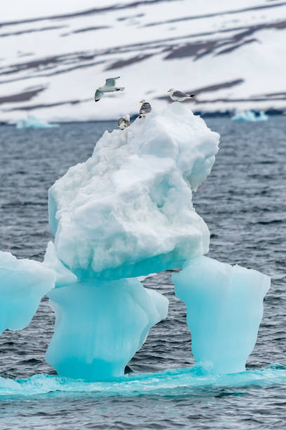 istock A precarious perch for a group of Black-legged Kittiwakes 1193102930