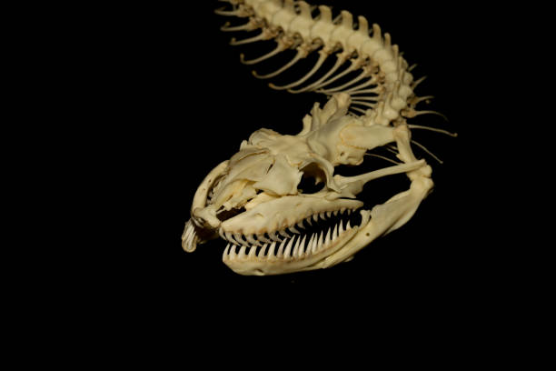 黒い背景に頭の骨ヘビを閉じる - animal skeleton ストックフォトと画像