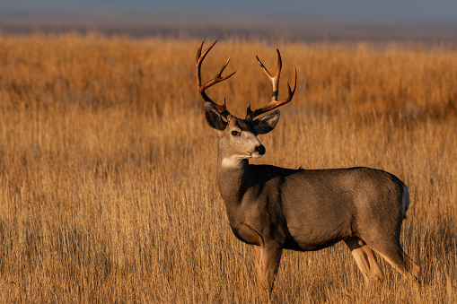 A Large Mule Deer Buck with Freshly Scraped Antlers in a Field During Autumn