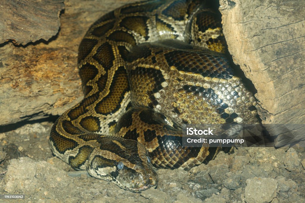Head Burmese Python In Body On Stick Tree At Thailand Stock Photo ...