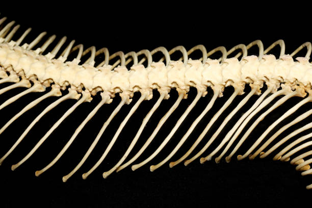 istock Close up body bone viper on black background 1193103070