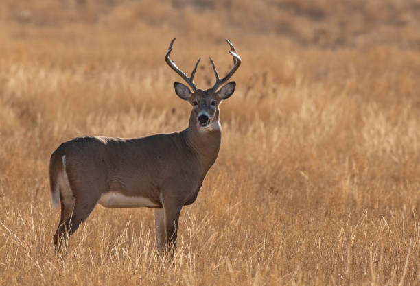 istock A Beautiful White-tailed Deer Buck in a Grassy Field 1193103095