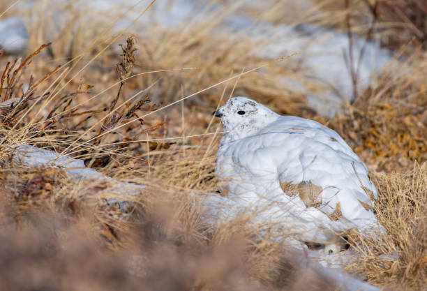 istock White-tailed Ptarmigan in Winter Plumage 1193103096