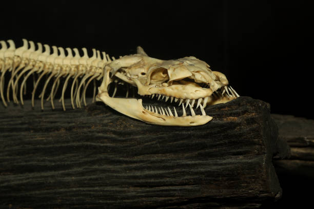 istock Close up head bone snake on black background 1193103219