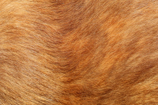 istock close up brown dog skin for texture and pattern. 1193103282