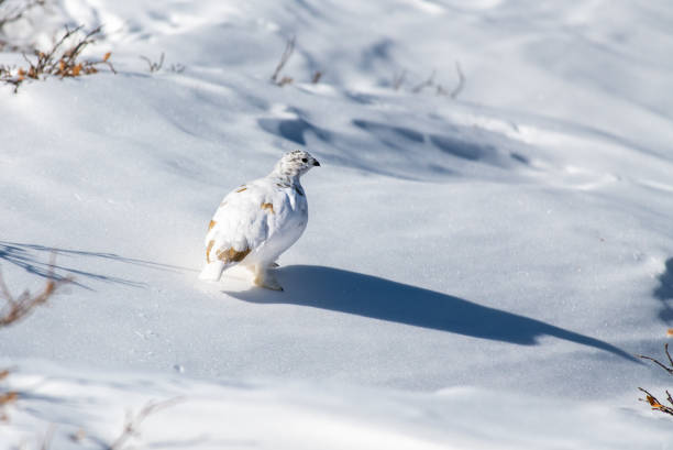 istock White-tailed Ptarmigan in Winter Plumage 1193103300