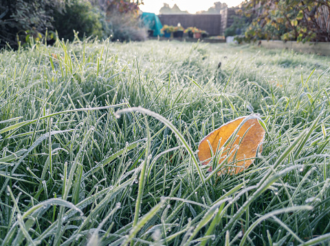 Frosty early morning in the garden, frost on the grass and fallen leaves