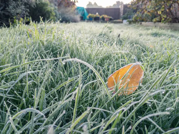 Photo of Full frame frosty grass and autumnal leaf