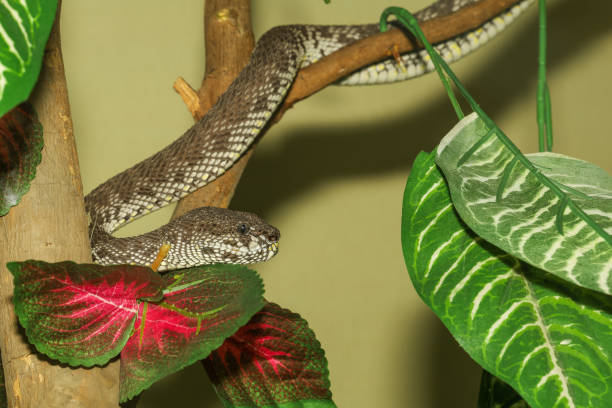 istock Close up head mangrove pit viper snake 1193103506