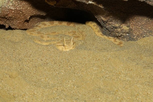 istock Close up Sahara horn viper in sand at the cave 1193103523