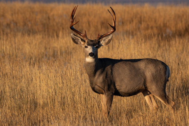 istock A Large Mule Deer Buck in a Field During Autumn 1193103588