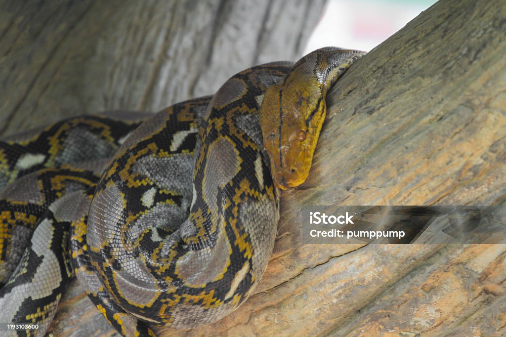 Close Up Head Burmese Python In Body On Stick Tree At Thailand Stock ...