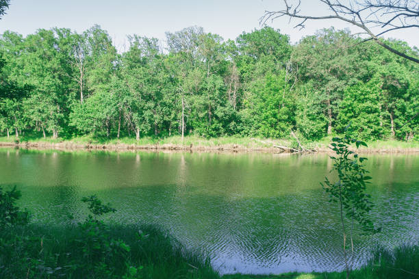 istock Calm forest lake on a quiet Sunny day. Summer landscape 1193103610