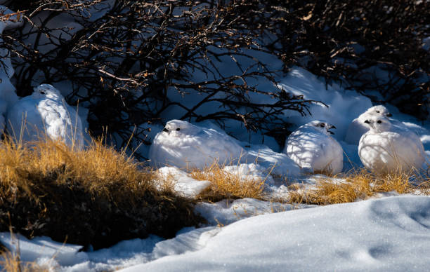 istock White-tailed Ptarmigan in Winter Plumage 1193104146