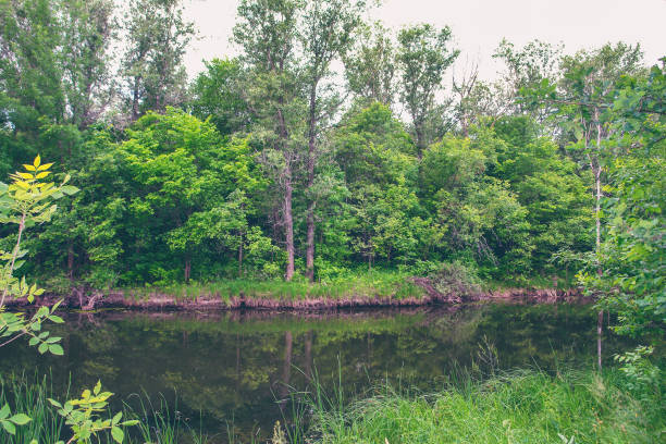 istock Calm forest lake on a quiet Sunny day. Summer landscape 1193104147