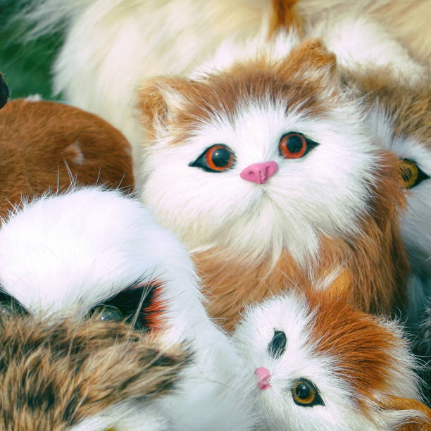 close up of Scottish Fold cat