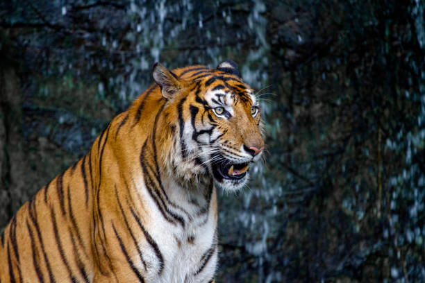 istock Close up tiger sitdown in front of the waterfall 1193104198