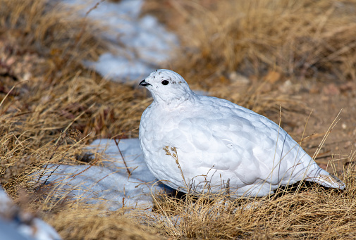 White-tailed Ptarmigan in a Snowy Alpine Meadow