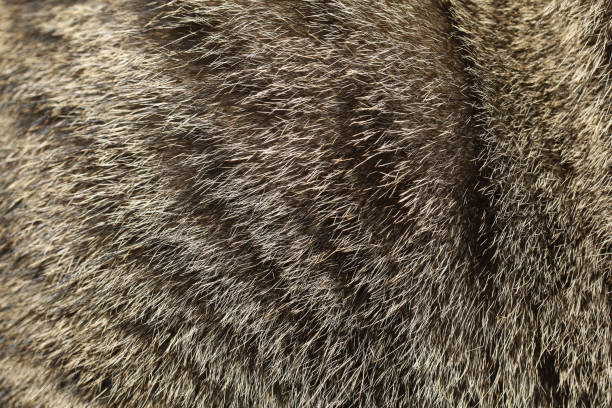 istock Close up gray cat skin for pattern and background 1193104277