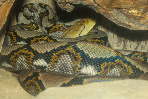 100+ Indian Rock Python Stock Photos, Pictures & Royalty-Free Images ...