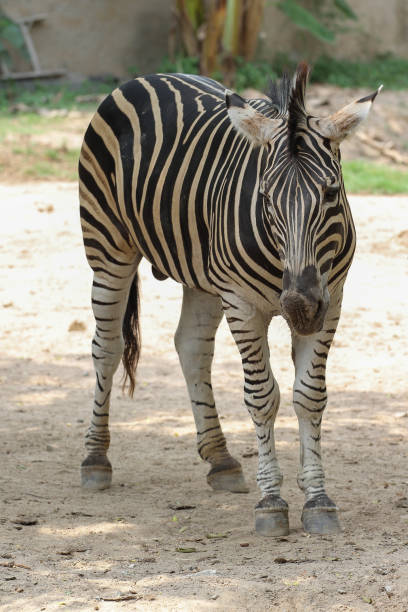 istock The burchell zebra in farm at thailand 1193104316
