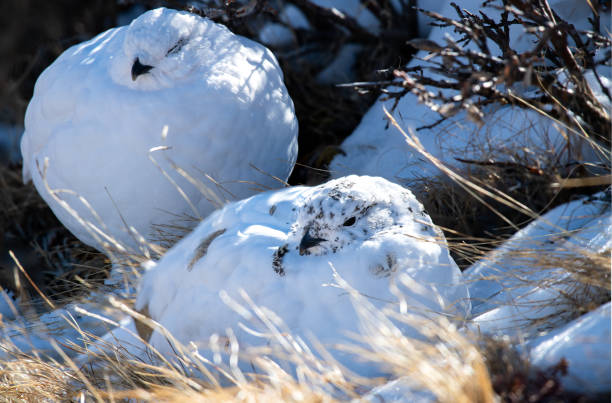istock White-tailed Ptarmigan in Winter Plumage 1193104355