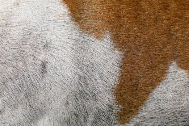 Photo of close up brown and white dog skin for texture and pattern.