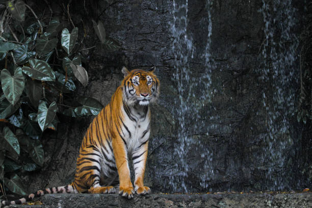 istock Close up tiger sitdown in front of the waterfall 1193104619