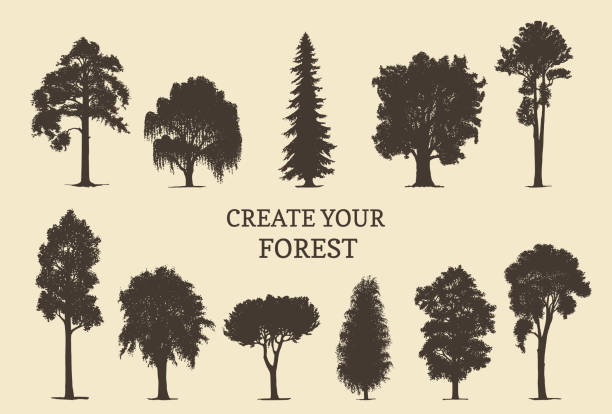 ilustrações de stock, clip art, desenhos animados e ícones de hand drawn silhouettes of different trees. create your own forest. vector sketches of coniferous or deciduous woods. - grove